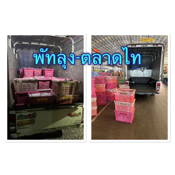 รถรับจ้างสายใต้ (46) รถรับจ้างสายใต้ (46)